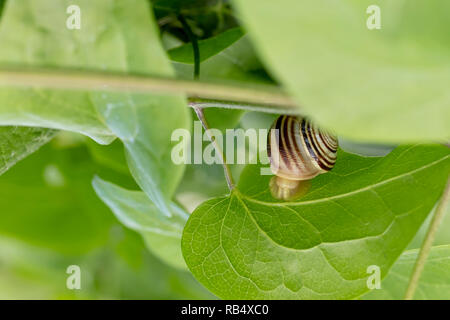 Kleine, winzige Schnecke zwischen die Blätter an einem Baum in der Nähe. Verschwommen grünen Hintergrund. Stockfoto