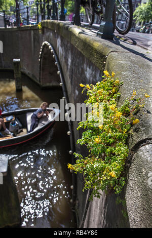 Die Niederlande, Amsterdam, Gelb Corydalis (Pseudofumaria lutea) auf der Kaimauer in der Nähe der Keizersgracht. Stockfoto