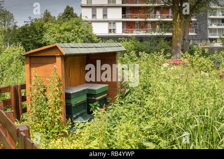 Die Niederlande, Amsterdam, Botteskerkpark, Bienenstöcke in der Stadt Hof. Stockfoto