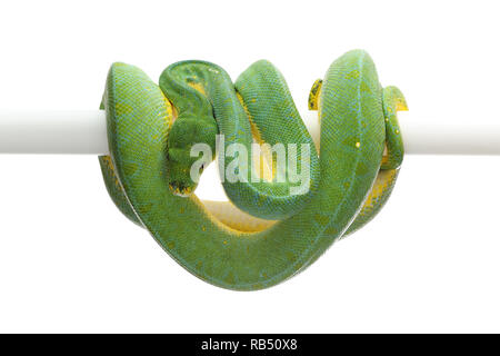 Green Tree Python auf weißem Hintergrund Stockfoto