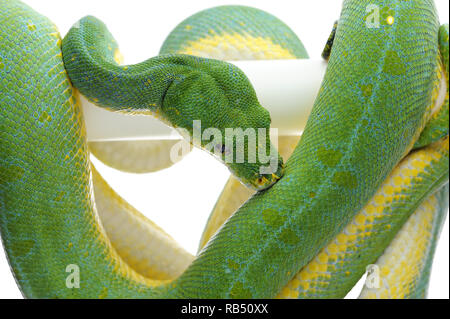 Green Tree Python auf weißem Hintergrund Stockfoto
