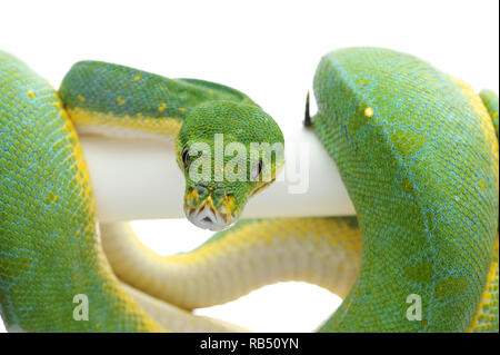 Green Tree Python auf weißem Hintergrund Stockfoto