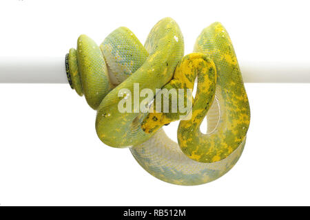 Green Tree Python auf weißem Hintergrund Stockfoto