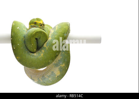 Green Tree Python auf weißem Hintergrund Stockfoto
