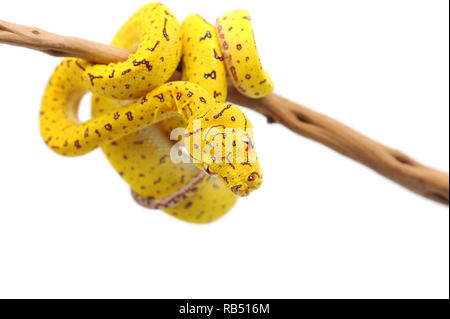 Green Tree Python auf weißem Hintergrund Stockfoto