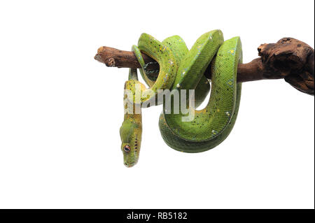 Green Tree Python auf weißem Hintergrund Stockfoto