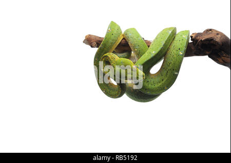 Green Tree Python auf weißem Hintergrund Stockfoto