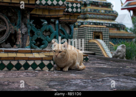Schöne rote Katze wartet auf ein Stupa im Wat Pho in Bangkok, Thailand Stockfoto