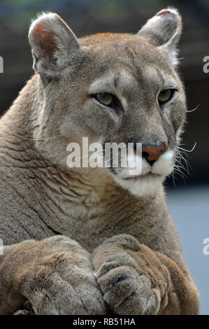 Berglöwe, Catamount, Panther und Maler, Cougar, Silberlöwe, Berglöwe oder Kuguar, Puma concolor, Felis concolor, puma Stockfoto