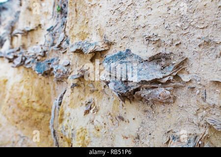 Nahaufnahme von natürlichen getrocknete Austern Muscheln in einem Felsen aus Lehm Lehm und Sand auf einer tropischen Insel in Griechenland. Stockfoto