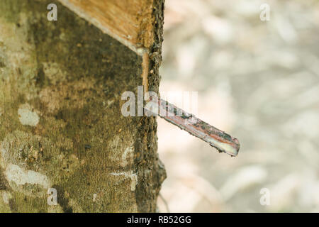 Gummi, Latex, Latex extrahiert aus Gummibaum (Hevea brasiliensis) Stockfoto
