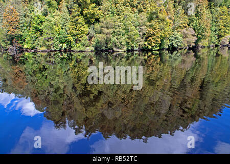 Reflexionen auf dem Gordon River Stockfoto