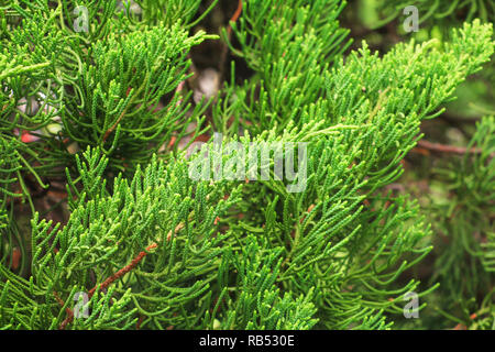 Chinesische Lebensbaum, Blätter von Pine Tree wählen Sie Fokus mit geringer Tiefenschärfe (Wissenschaftlicher Name Thuja Orientali.) Stockfoto