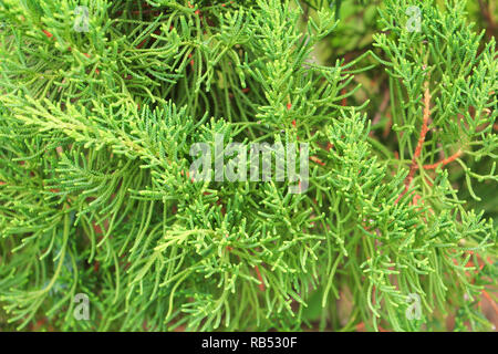 Chinesische Lebensbaum, Blätter von Pine Tree wählen Sie Fokus mit geringer Tiefenschärfe (Wissenschaftlicher Name Thuja Orientali.) Stockfoto