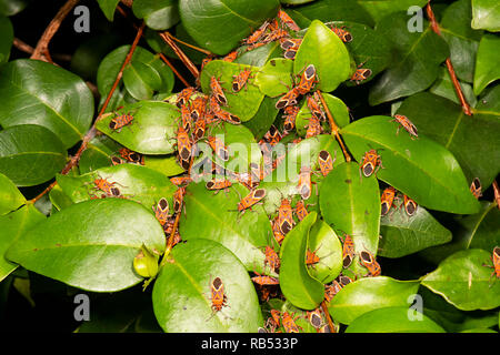 Ein Befall von Milkweed Bugs (Spilostethus sp) auf Laub, Mount Überraschen, Queensland, Queensland, Australien Stockfoto