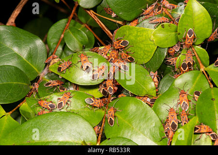 Ein Befall von Milkweed Bugs (Spilostethus sp) auf Laub, Mount Überraschen, Queensland, Queensland, Australien Stockfoto