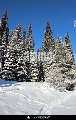 Winter Waldweg Stockfoto