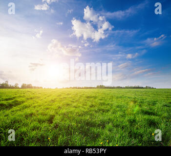 Strand und Kokospalmen plm-Baum Stockfoto