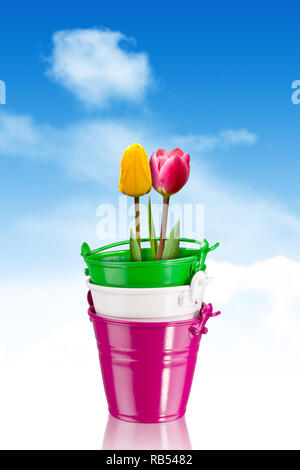 Bunte Tulpen in bunten eisernen Töpfen mit Freistellungspfad Stockfoto