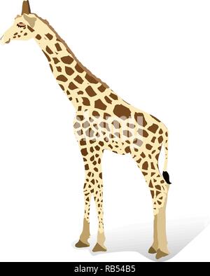 Giraffe im Cartoon Stil, ist auf weißem Hintergrund isoliert. Afrikanische Tier- und Pflanzenwelt vector illustration symbol. Stock Vektor