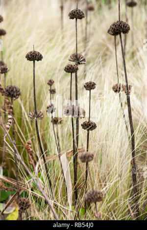 Winter Saatgut Staats Phlomis Russeliana gesetzt gegen trockene Gräser Stockfoto