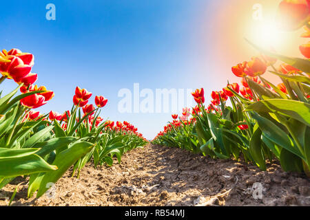 Nahaufnahme der Zeilen Niederländisch rot und weiss geflammt Tulpen in einer Blume Bereich Holland, im Frühling an einem sonnigen Tag mit blauen Himmel Stockfoto