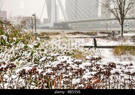 Rotterdam, Niederlande, 11. Dezember 2017: Schnee Blumen im kleinen Park am Leuvehoofd mit dem Fluss Nieuwe Maas und Erasmus Brücke Blu Stockfoto