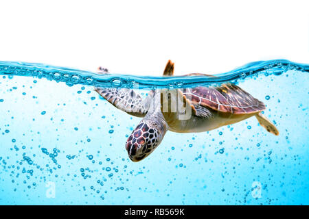 Sea Turtle schwimmt unter Wasser auf weißem isoliert Stockfoto