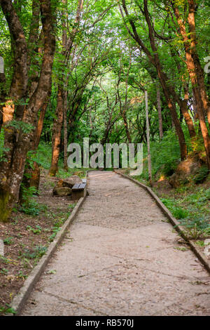 Persönliche Perspektive zu Fuß auf einem Pfad in den Wald Stockfoto