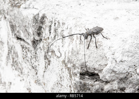 Die Kiefer sawyer Käfer Monochamus galloprovincialis aus Familie Cerambycidae auf weißem Hintergrund Stockfoto