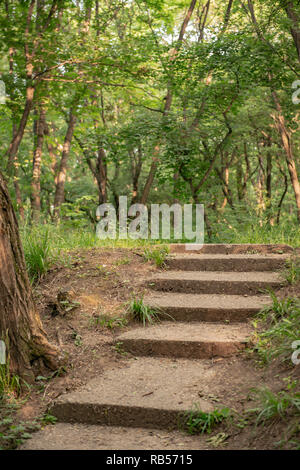 Persönliche Perspektive zu Fuß auf einem Pfad mit Schritt in den Wald. Stockfoto