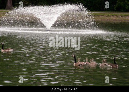 Wildgänse und Gänse auf dem Wasser im öffentlichen Park in Cleveland, OH, USA Stockfoto