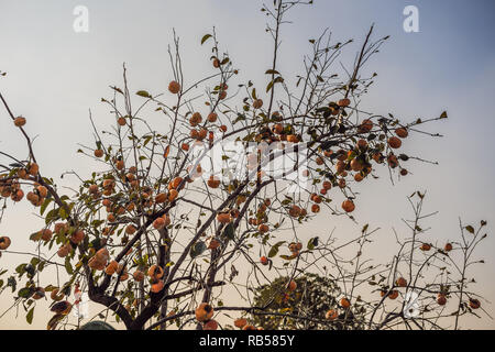 Persimone Baum mit vielen Persimonen im Herbst Stockfoto