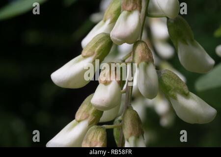 Wunderschöne weiße Blumen-Bart-Fotografie - szenische Bilder im Freien - abstrakte Naturhintergrundbilder Stockfoto