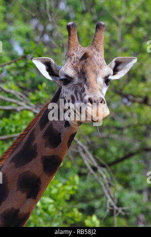 Rothschild Giraffe, Giraffa Camelopardalis victoriae Rotschild - zsiráf Stockfoto