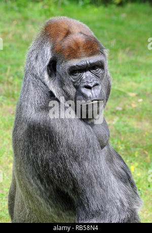 Western Gorilla, Westlicher Gorilla, Gorilla Gorilla, nyugati Gorilla Stockfoto