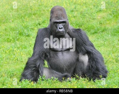 Western Gorilla, Westlicher Gorilla, Gorilla Gorilla, nyugati Gorilla Stockfoto