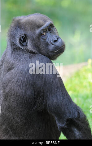 Western Gorilla, Westlicher Gorilla, Gorilla Gorilla, nyugati Gorilla Stockfoto