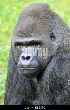 Western Gorilla, Westlicher Gorilla, Gorilla Gorilla, nyugati Gorilla Stockfoto