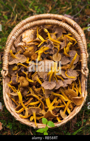 Korb gefüllt mit Pfifferlingen nach einer erfolgreichen Ernte in einem Wald auf grünem Moos. Stockfoto