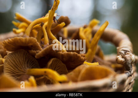 Nahaufnahme von winter Pfifferlinge in einem gefüllten Korb in einem Wald. Stockfoto