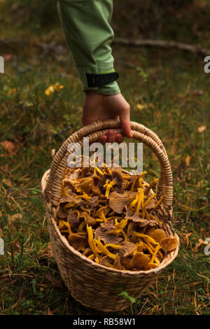 Hand Aufnehmen einer Holz- korb mit Winter Pfifferlingen gefüllt nach einer erfolgreichen Ernte in einem Wald. Stockfoto