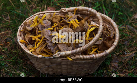 Korb gefüllt mit Pfifferlingen nach einer erfolgreichen Ernte in einem Wald auf grünem Moos. Stockfoto