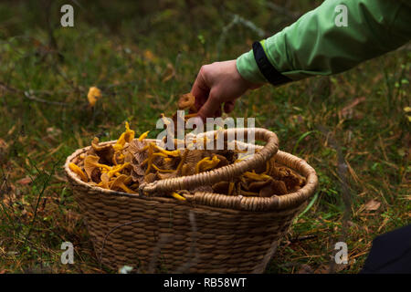 Hand Aufnehmen einer Holz- korb mit Winter Pfifferlingen gefüllt nach einer erfolgreichen Ernte in einem Wald. Stockfoto