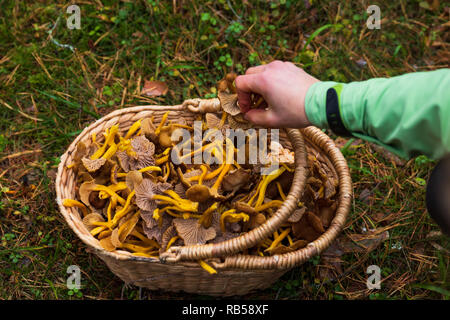 Hand Aufnehmen einer Holz- korb mit Winter Pfifferlingen gefüllt nach einer erfolgreichen Ernte in einem Wald. Stockfoto