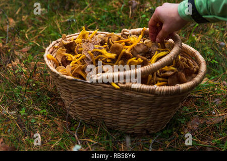Hand Aufnehmen einer Holz- korb mit Winter Pfifferlingen gefüllt nach einer erfolgreichen Ernte in einem Wald. Stockfoto