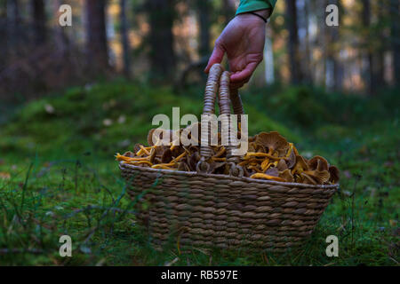 Hand Aufnehmen einer Holz- korb mit Winter Pfifferlingen gefüllt nach einer erfolgreichen Ernte in einem Wald. Stockfoto