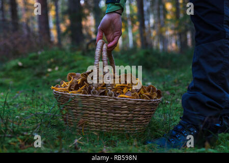 Hand Aufnehmen einer Holz- korb mit Winter Pfifferlingen gefüllt nach einer erfolgreichen Ernte in einem Wald. Stockfoto