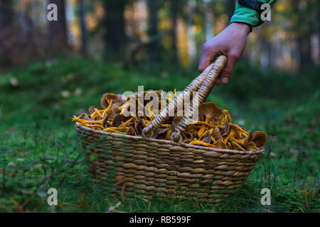 Hand Aufnehmen einer Holz- korb mit Winter Pfifferlingen gefüllt nach einer erfolgreichen Ernte in einem Wald. Stockfoto