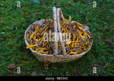 Korb gefüllt mit Pfifferlingen nach einer erfolgreichen Ernte in einem Wald auf grünem Moos. Stockfoto